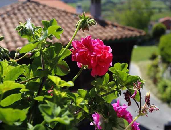 Casa Rural La Tayuela Luanco Exteriör bild